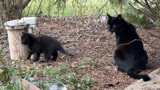 Black Cat Blackie On Patrol In The Rain!