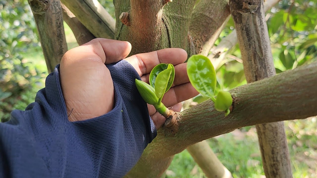 Anh Chủ Vườn Làm Bông Lần Đầu Cho Vườn Mít Indo Ruột Đỏ Mà Ra Bông Đạt 100%-Bông Mập và Cuốn Bông To