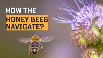 How the honey bees navigate?