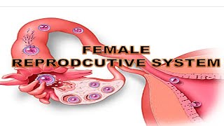 ANATOMY OF FEMALE REPRODUCTIVE SYSTEM  - UTERUS, FALLOPIAN TUBE, OVARY, CERVIX, VAGINA - FUNCTION
