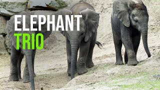 Young Elephants Explore Beekse Bergen’s Elephant Valley for the First Time