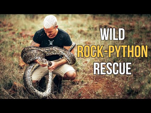 Wild Rock-Python Rescue