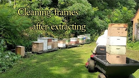 Honeybees cleaning honey supers after extracting