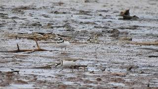 Sieweczki Rzeczne Little Ringed Plovers Charadrius Dubius