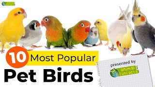 Top 10 Most Popular Pet Bird Breeds 🦜️ by animal fun facts 29,495 views 3 years ago 4 minutes, 1 second