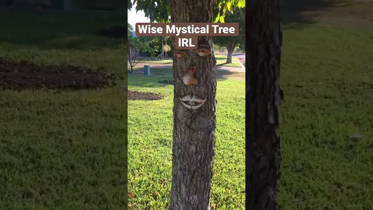 Wise Mystical Tree Found IRL! 🌲✨