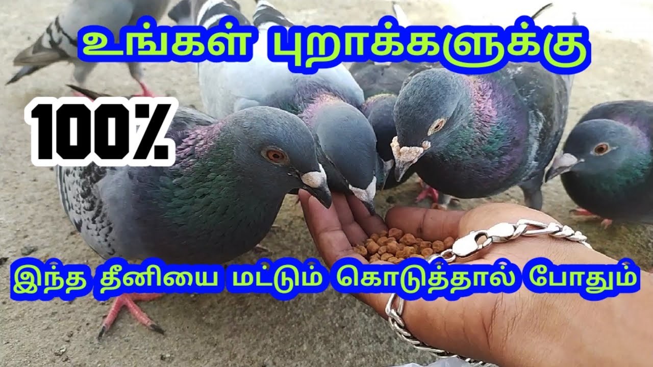 BEST AND HEALTHY FOOD FOR PIGEONS | PURA VALARPU