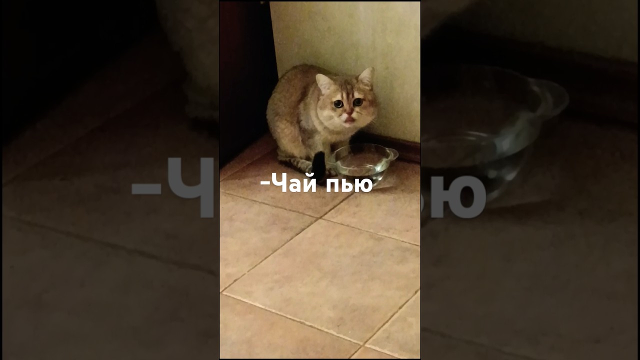 Бася, помоги! 