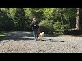 GoldenDoodle Dog Training Winston Salem NC | Newton