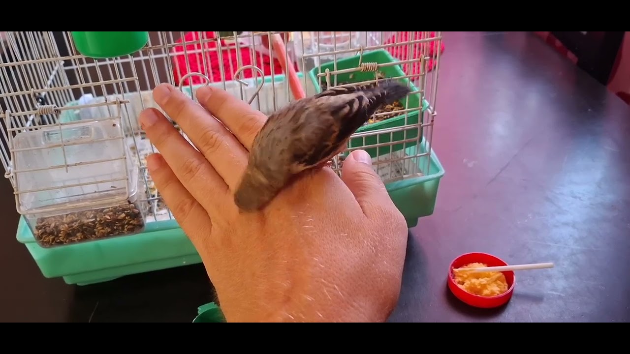 This is how I play with my hand fed hybrid bird raised up by me 