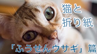 【猫おもしろ動画】シンガプーラと折り紙 ふうせんウサギ篇〜Cat and Origami〜