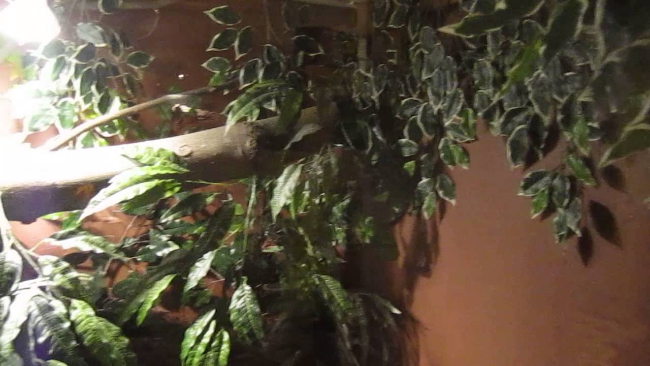 camera iphone 8 plus apk V.marmoratus enclosure/quick build