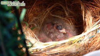 3rd Round NATIVE Finches Hatch! | Breeding British Birds S2:Ep14