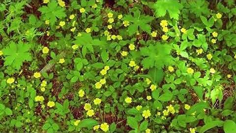 سورة يوسف بصوت القارئ عبد الفتاح بركات