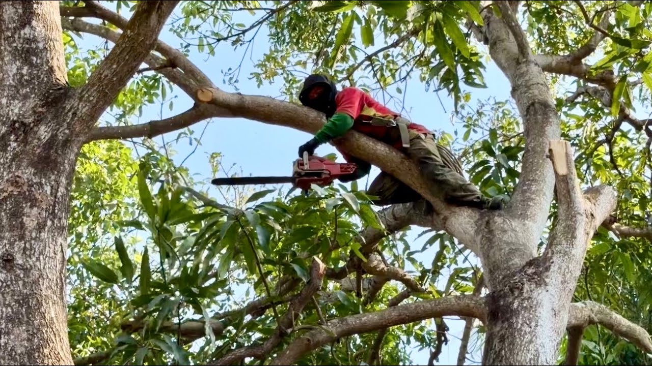 Cưa hai cây xoài siêu nhánh nghiêng vào nhà , Ở Châu Lăng . Cưa cây kỷ thuật cao 