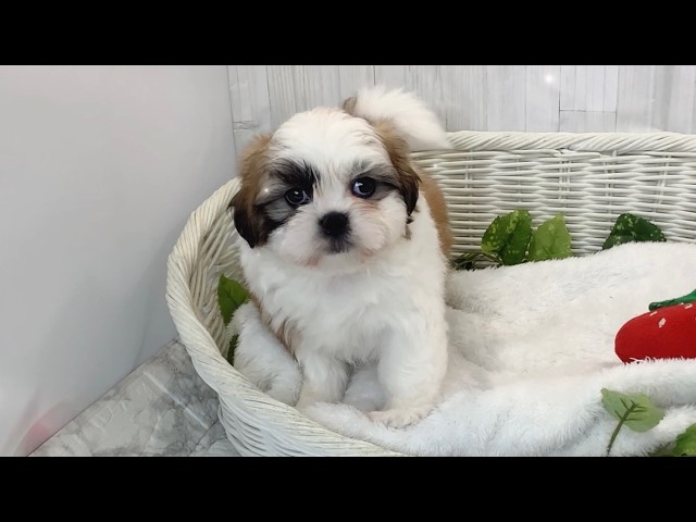 M様❤マルチーズ プーコでカウボーイ❣️カップでわんこ ハーフ（マルチーズ×シーズー）♂2605D0462 - YouTube