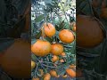 يوسف افندي اصبح نادر الوجود عنا اول سنة تحمل ثمار ومن تطعيمي 
