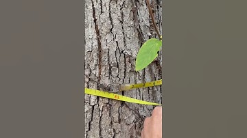 Logging tape #logging #lumberjacks #tapemeasure