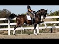 A ONCE IN A LIFETIME DRESSAGE HORSE (Dom Perignon EDI)