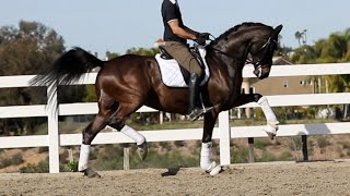 I've been riding dressage a long time and i love horses. everything
about the horsemanship, difficult ones complicated ones, beautiful
one...