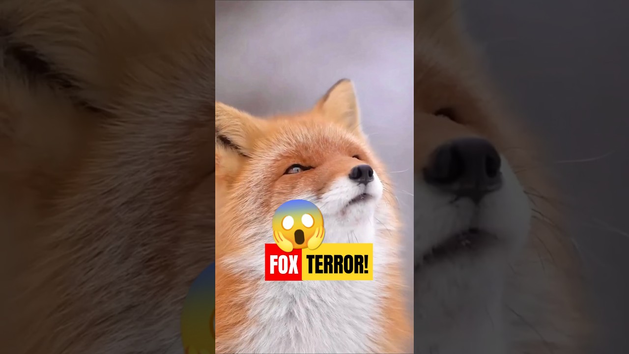 Why Do Foxes Scream Like Humans? 🦊👂