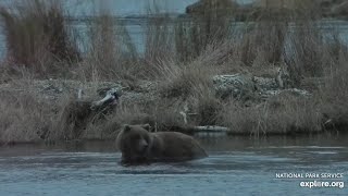 Young Bear Wanders Around the Lower River - October 12, 2025 (explore.org)