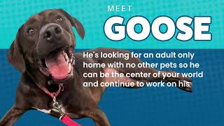 Meet Goose | Available for Adoption at the Richmond SPCA