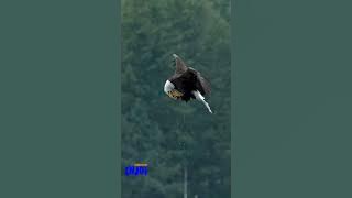 IWAN FALS _ Burungpun Berhenti Terbang