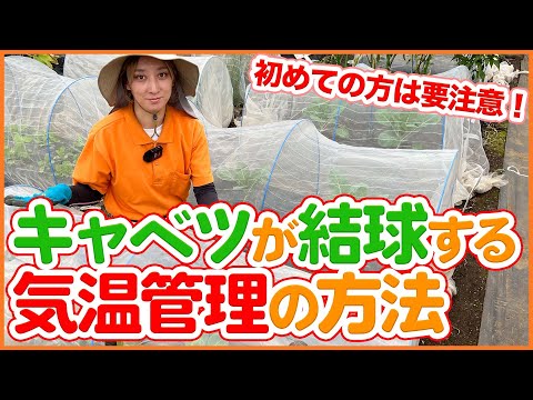 プロ直伝！丹麦球头甘蓝の失敗しない栽培法と保存のコツ