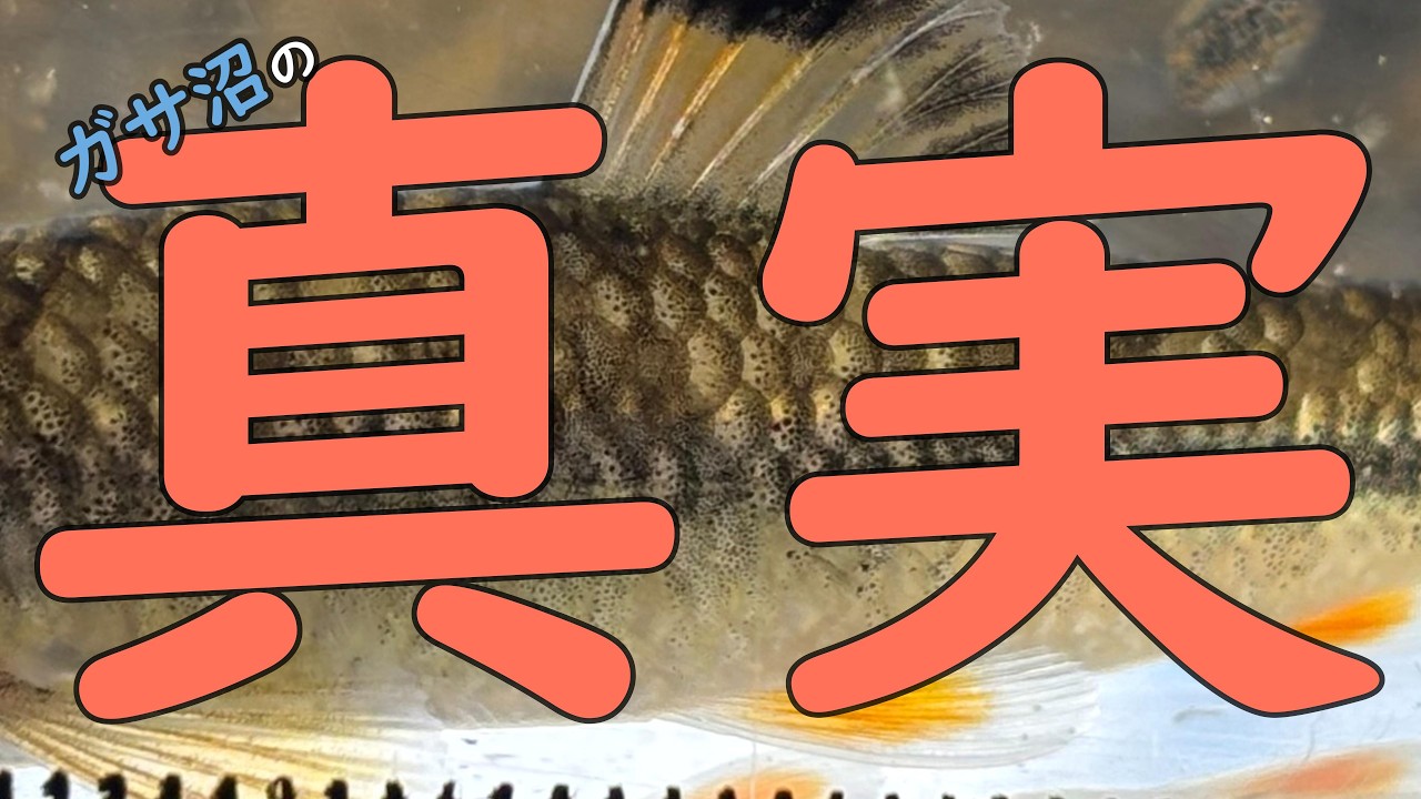 『ガサ沼』の真実が明らかに！？この水路だから見れる光景！【昼ガサVol.71】