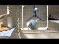 そろそろ帰る時間と言われ、急に遊びスイッチがONになるインコ