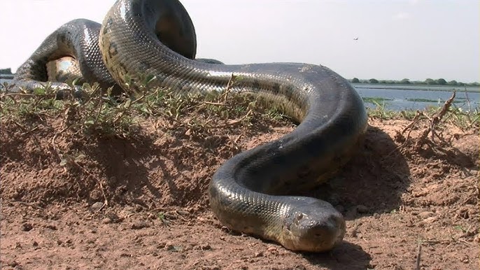 A verdade sobre o vídeo da cobra gigante que rodou o mundo • DOL