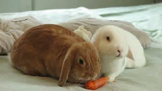 Tarzans Happy Morning