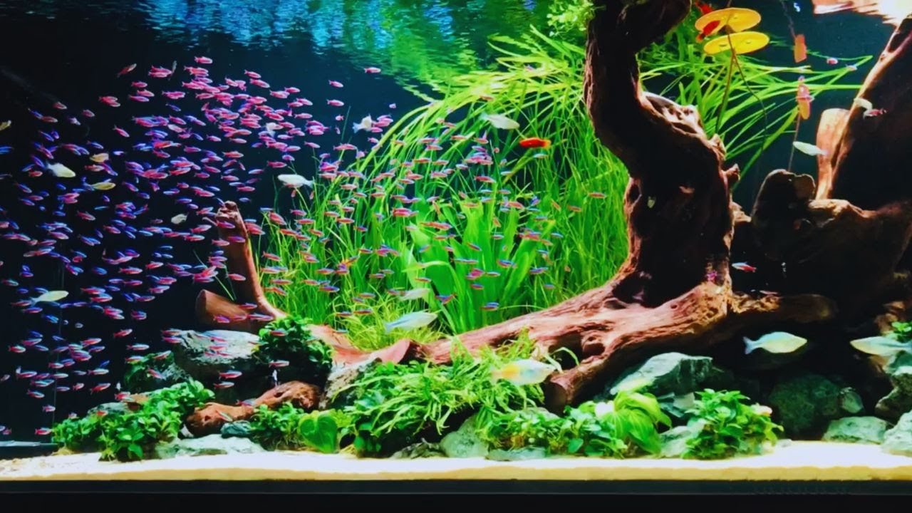 500 Neon Tetras  Most Beautiful Neon Tetra Aquarium 