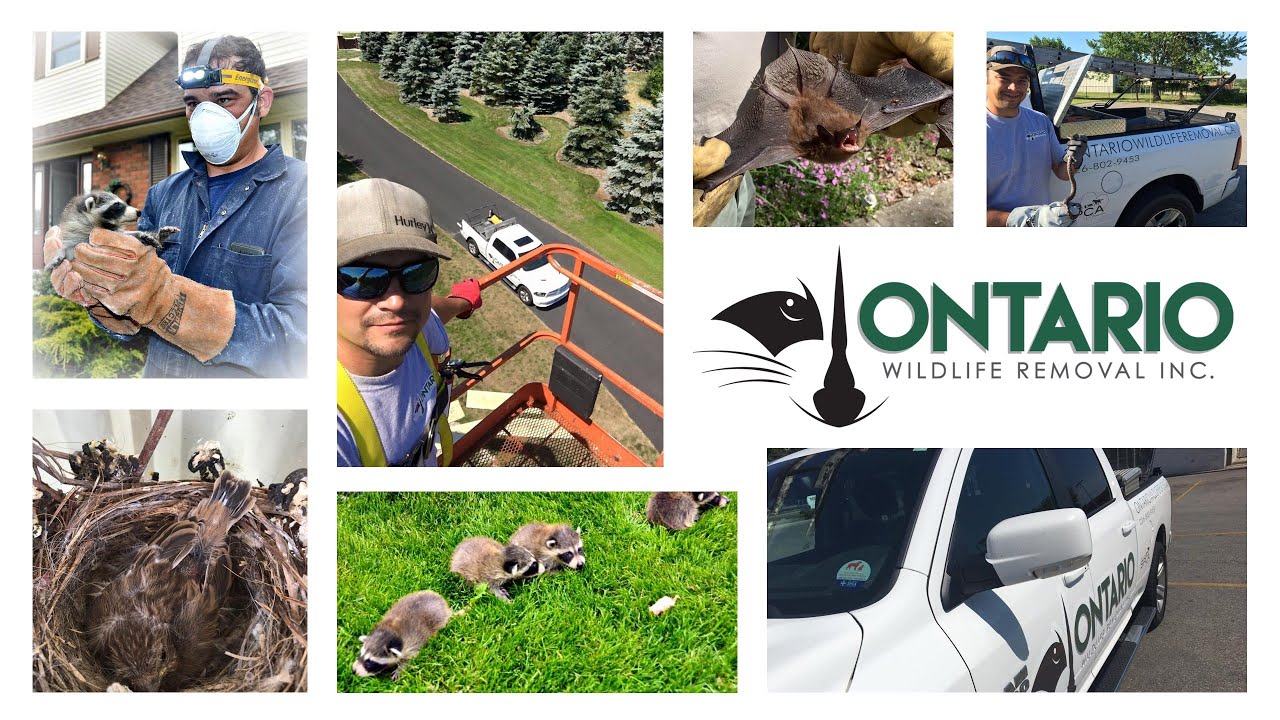 Ontario Wildlife Removal Inc. Ontario Wildlife Removal Inc on a Day on the Job Part 1