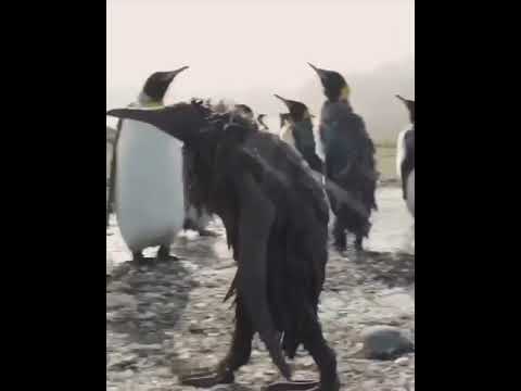 коричневый пингвин