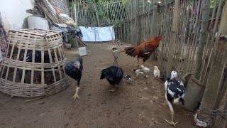 Calm & Relaxing Chicken Coop Ambience 🐓✨( Interactive Chat )