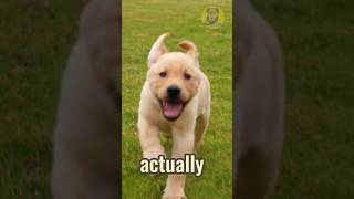 When Cute little puppies chasing drone ? dog puppy goldenretriever puppies