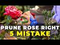 Your Rose Pruning Is Wrong—Here's What To Do Instead