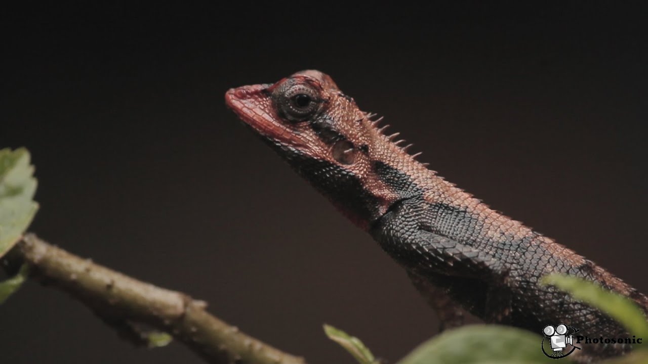 MONSOON IN GOA | NATURE FILM | CINEMATIC | 2020