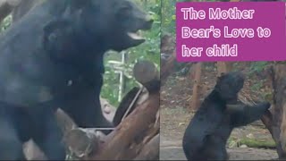 The Mother Bear's  Love to  her  child