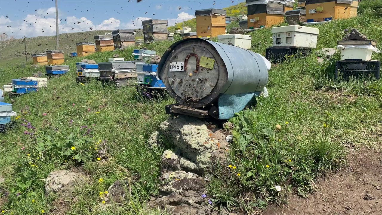 Oğul Yakalama ve Oğul Çıkış Anı (2020 sezonu)