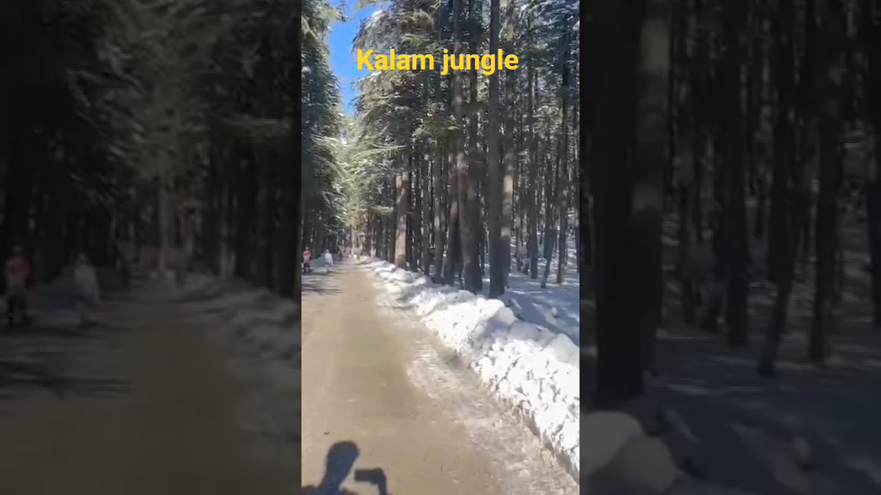 Kalam jungle in Winter ❄️ 