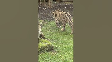 Clouded Leopard Climbs A Tree #cloudedleopard #zoo #tree #nature #animals #wildlife