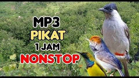 mp3 pikat kutilang ribut kombinasi burung kecil ampuh/kicau atasangin