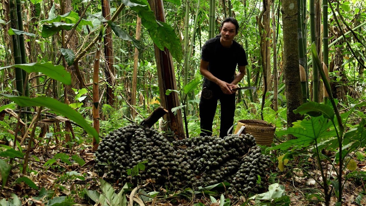 The Secret of Wild Palm Fruit – A Gift from the Mountains to Traditional Food