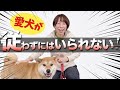 愛犬が驚くほど言うことを聞く!魔法のコマンドトレーニング☆