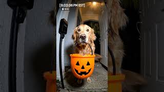 Caught on RingCam: Shocking Doorbell Moments You Won’t Expect 🫣📹 #RingCam#CaughtOnCamera