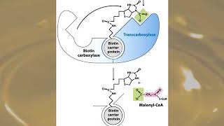 BC2 S18 ch21 pt1 fatty acid synthesis