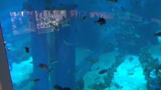 Дубай молл, аквариум